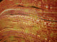 Microscopic View of Nerve Fibers Fine Art Print