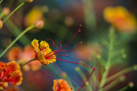 Pride of Barbados Fine Art Print - Caesalpinia pulcherrima | Posterazzi
