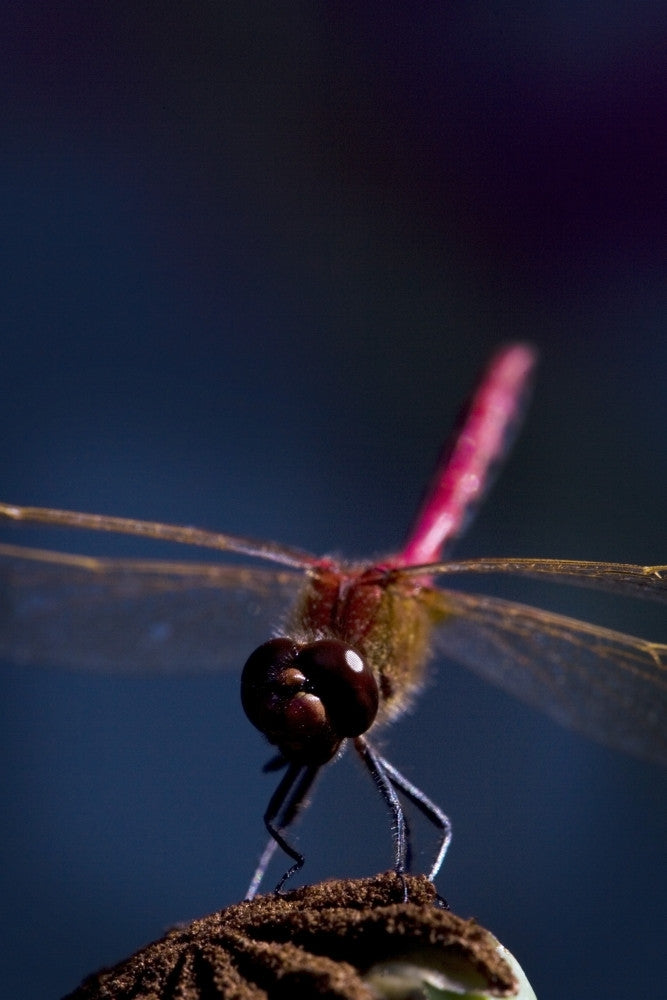 Close Up of a Dragonfly Fine Art Print - Available in Multiple Sizes