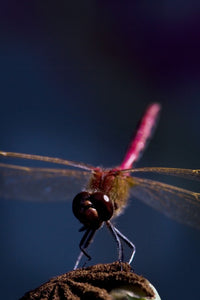 Close Up of a Dragonfly Fine Art Print - Available in Multiple Sizes