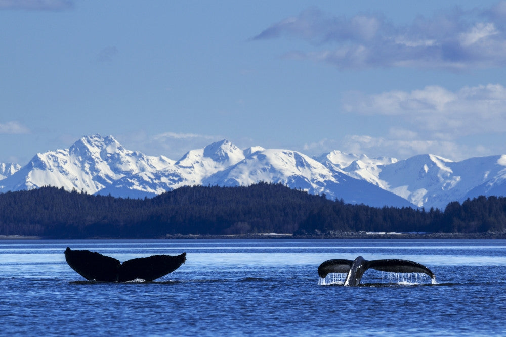 Humpback Whale Tails Diving Fine Art Print - Southeast Alaska