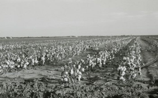 Texas Cotton Field Fine Art Print - USA Landscape