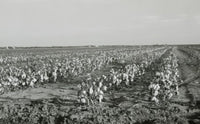 Texas Cotton Field Fine Art Print - USA Landscape