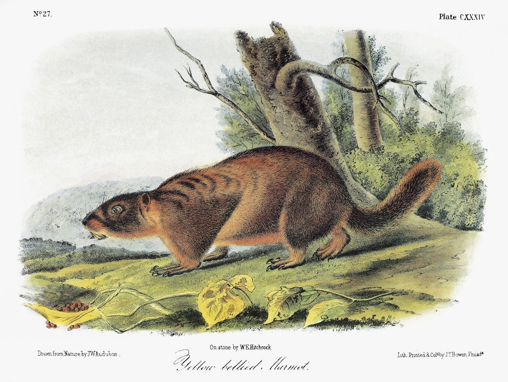 Yellow-Bellied Marmot Fine Art Print - Audubon Lithograph