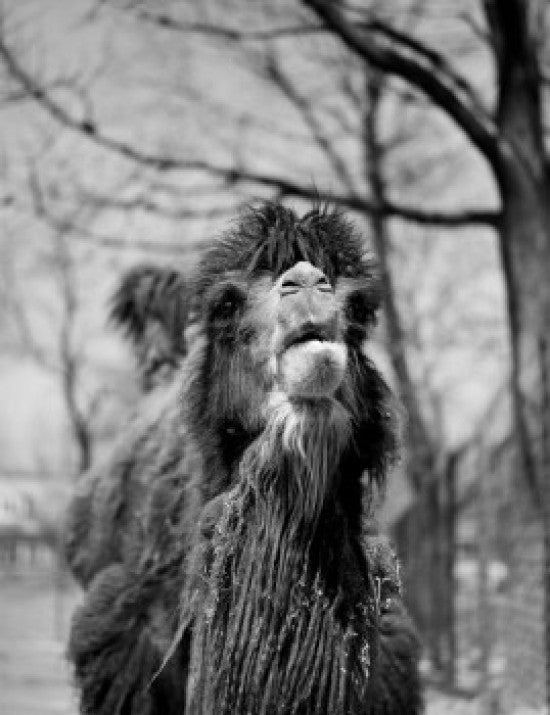 Portrait of Camel Fine Art Print - Available in Multiple Sizes
