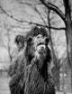 Portrait of Camel Fine Art Print - Available in Multiple Sizes