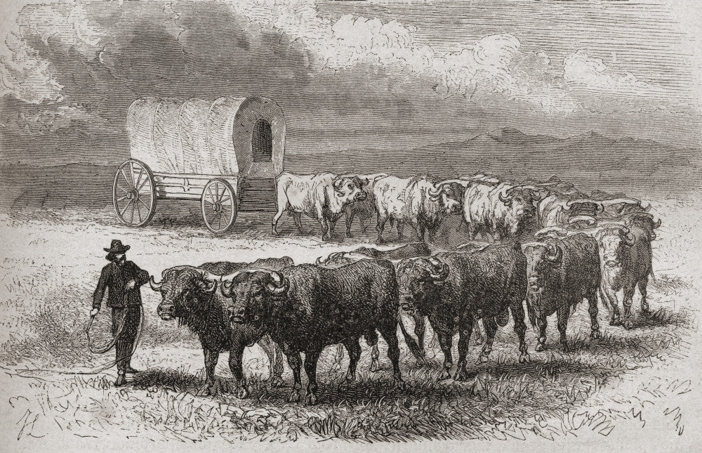 Driving Oxen Across The Great Plains of America (1867) Fine Art Print