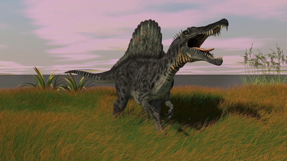 Spinosaurus Walking Across Prehistoric Grasslands Fine Art Print