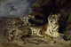 Young Tiger Playing with His Mother Fine Art Print by Eugene Delacroix