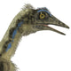 Archaeopteryx Jurassic Period Poster Print - Fine Art by StockTrek Images