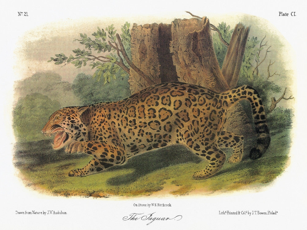 Audubon Jaguar Lithograph Print - Panthera Onca by Granger Collection