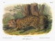 Audubon Jaguar Lithograph Print - Panthera Onca by Granger Collection