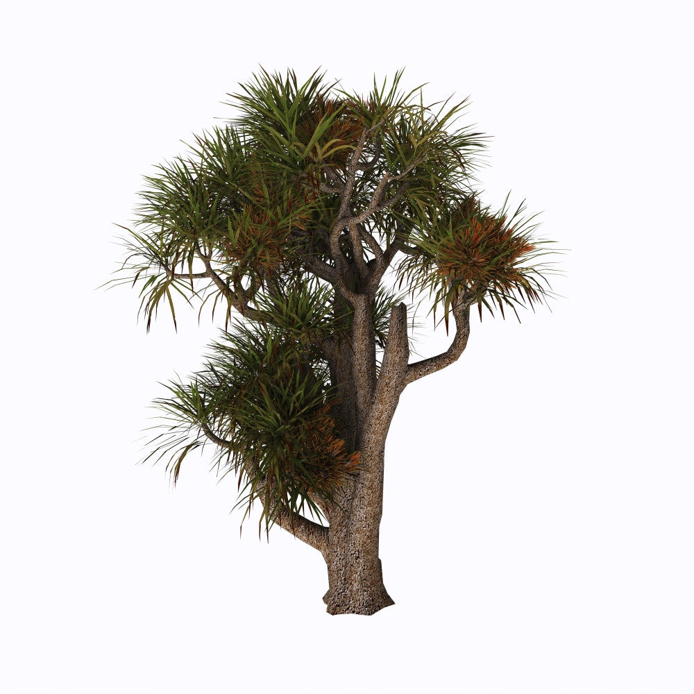 Cordyline Australis Cabbage Palm Fine Art Print by Corey Ford