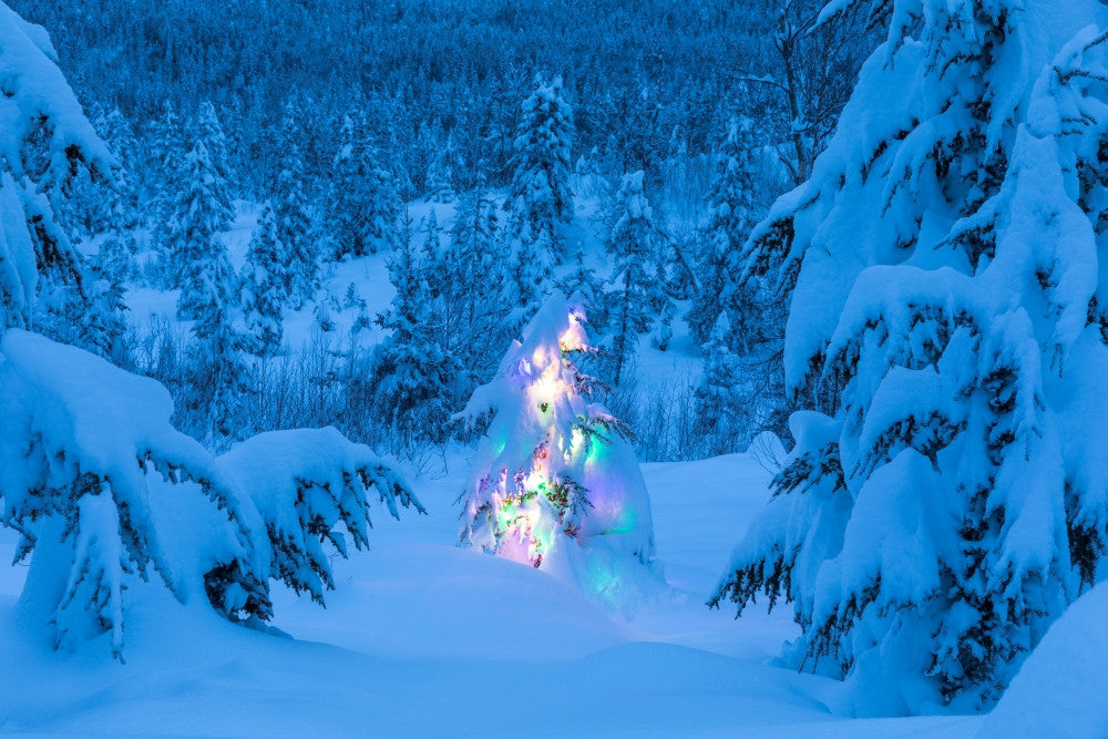 Snowy Spruce Tree with Colorful Lights Fine Art Print by Kevin G. Smith