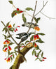 Audubon Downy Woodpecker Fine Art Print from 'The Birds of America'