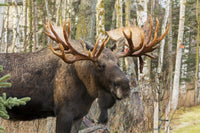 Bull Moose Rutting Season Fine Art Print by Doug Lindstrand