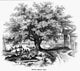 Botany: The Penn Treaty Elm Tree Fine Art Print - 1862 Wood Engraving