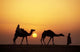 Caravan, Morocco Photo Print by Panoramic Images - 19x12