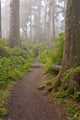 Footpath in Foggy Forest Art Print by Panoramic Images