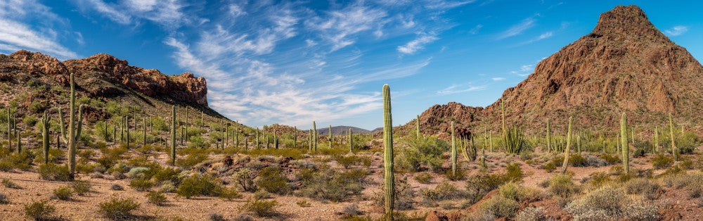 Various Cactus Plants in Desert - Organ Pipe Cactus National Monument Poster Print