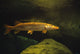 Underwater View of Northern Pike Fine Art Print