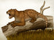 Thylacoleo Carnifex Fine Art Print by Heraldo Mussolini | Stocktrek Images