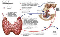 Relation of Thyroid and Pituitary Gland Fine Art Print