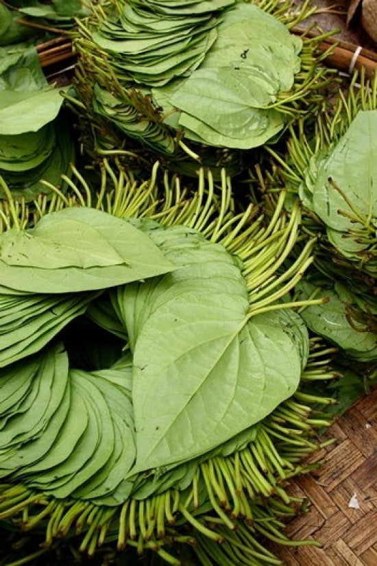 Betel Leaves Art Print by Jay Sturdevant - 8x10 Photo