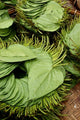 Betel Leaves Art Print by Jay Sturdevant - 8x10 Photo