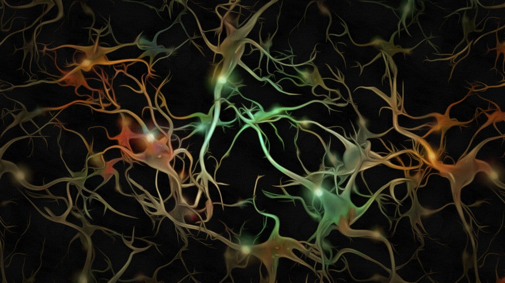 Brain Neurons Vivid Art Print by Bruce Rolff | Stocktrek Images