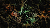Brain Neurons Vivid Art Print by Bruce Rolff | Stocktrek Images