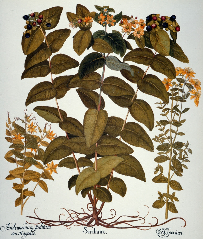 Saint-John's-Wort Engraving Print - Florilegium (1613) | Posterazzi