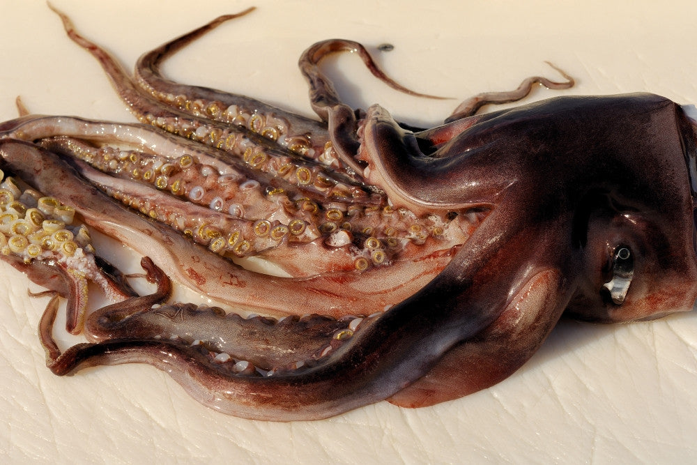 Humboldt Squid Toothed Suckers Fine Art Print by VWPics