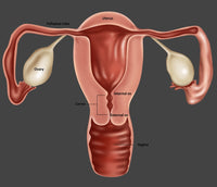 Uterus Fine Art Print by Gwen Shockey | Science Source