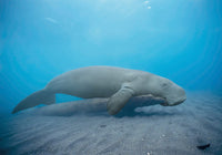 Dugong Underwater Art Print - Scraping on Coconut Tree Log by VWPics