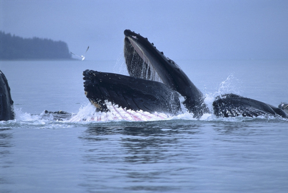 Humpback Whales Lunge Feeding Fine Art Print by Mark Kelley