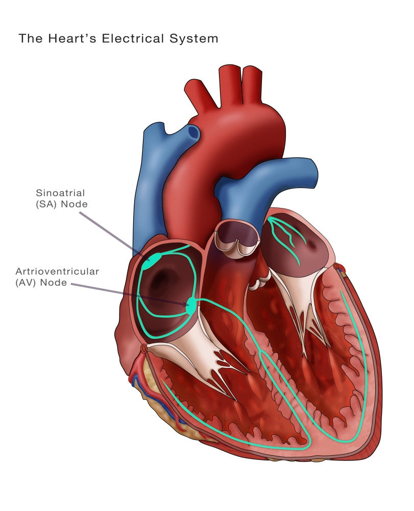 Heart's Electrical System Fine Art Print by Monica Schroeder