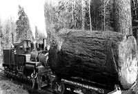 Darius Kinsey Lumber Industry Fine Art Print - Iconic Photography