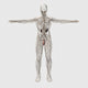 Three-Dimensional Medical Illustration of Male Lymphatic System and Reproductive Organs Poster Print
