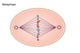 Metaphase of Mitosis Fine Art Print by Spencer Sutton