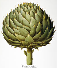 Artichoke Head Fine Art Print from Basilius Besler's Florilegium
