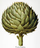 Artichoke Head Fine Art Print from Basilius Besler's Florilegium