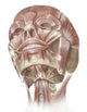 Anterior Neck and Facial Muscles Fine Art Print by Alan Gesek