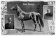 Dan Patch Racehorse Fine Art Print - Trainer & Owner Portraits