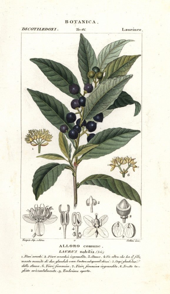 Bay Laurel Laurus Nobilis Fine Art Print by Florilegius