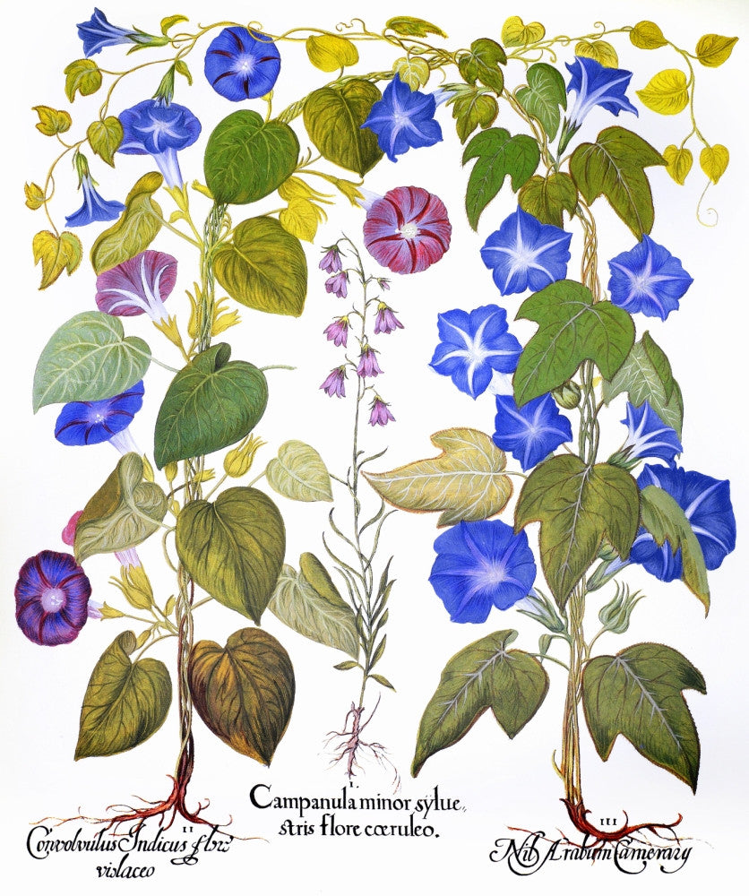 Bluebell and Morning Glory Engraving from Florilegium by Granger