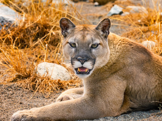 Mountain Lion Fine Art Print by William Perry - Puma concolor