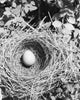 High Angle View of an Egg in a Bird's Nest Fine Art Print