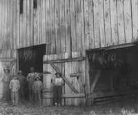 Tobacco Drying Barn Fine Art Print by Daniel Barrett