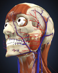 Human Head Anatomy Poster Print - Circulatory and Muscular Systems
